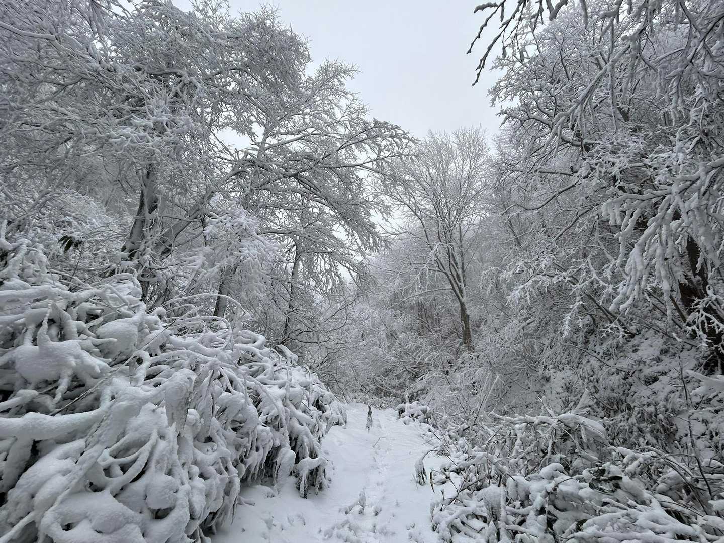 雁戸山 往復コースの写真