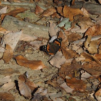 チョウも寄ってきてくれました
