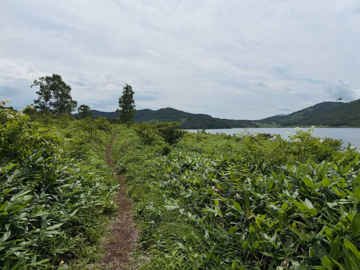 富士見峠-イカイワの頭-八間山 周回コースの写真