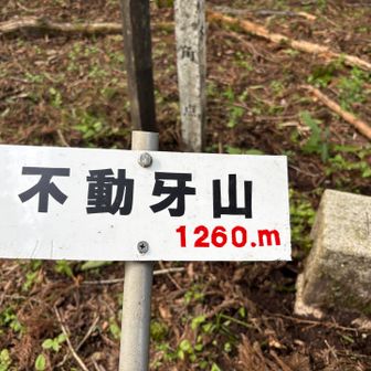 ここにもカメさん🐢カメさんの山頂まで5分じゃなくて、山頂標識って珍しくないか？