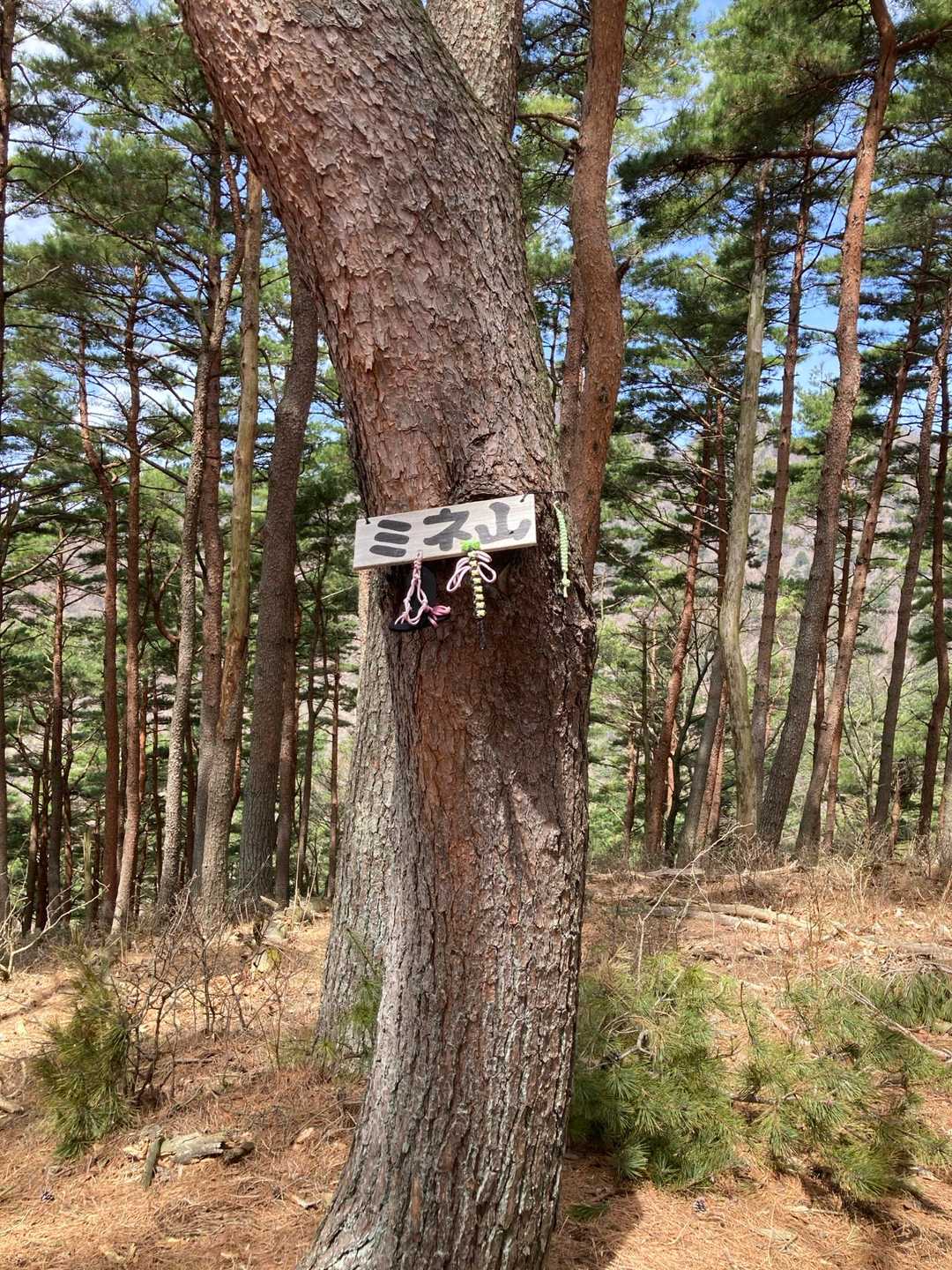 登りやすい道なのでミネ山まであっという間です🚶‍♀️