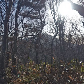 前衛峰だけに山頂では葉が落ちて枝だけになった木々の隙間から後衛の越後白山が見えますよ