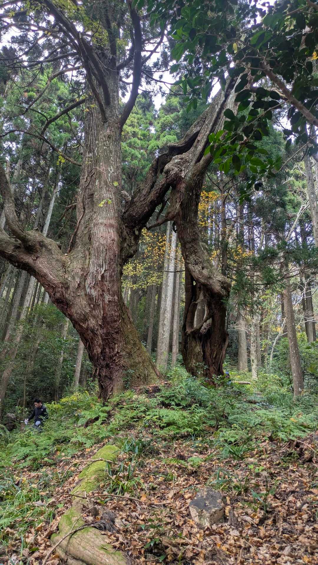 窓杉
