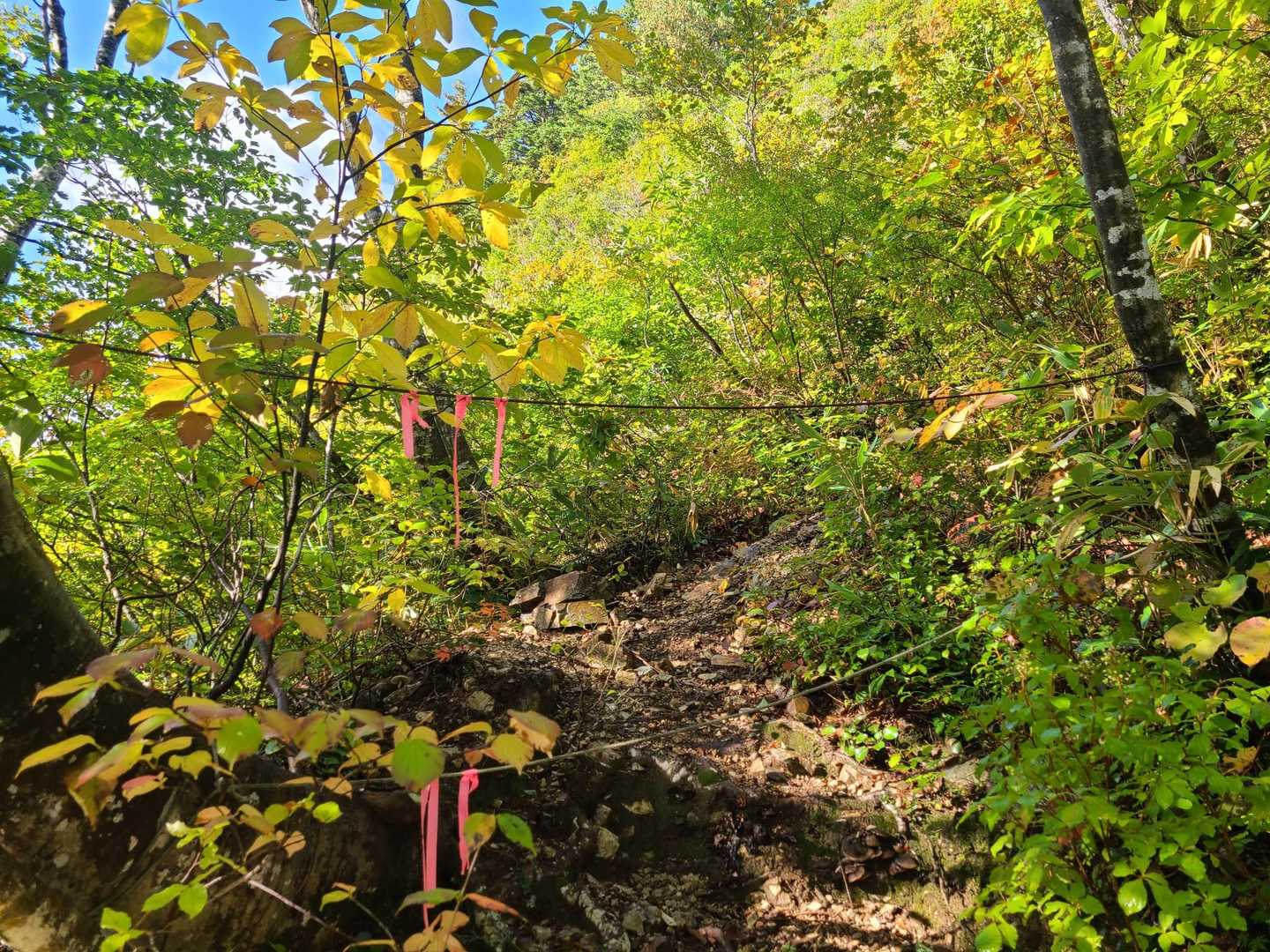 登山道に突然2本のロープがかかっていましたが、標高から見て、登山口で注意喚起されてた🐝オオスズメバチゾーンでした

🐝蜂は現れませんでした
