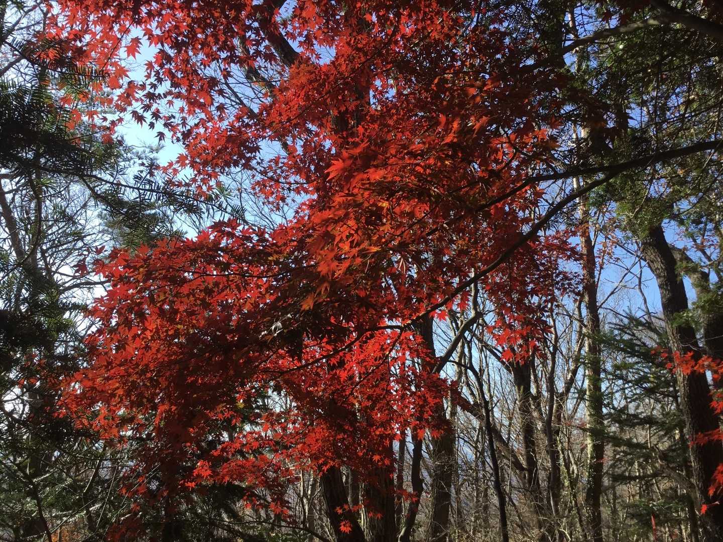 川上登山口-湯ノ岳-湯ノ岳観音堂跡-湯ノ岳・円山公園登山口 縦走コースの写真