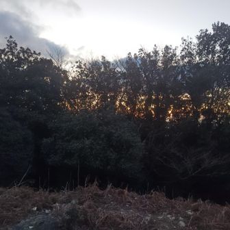 朝日の方向に木が…