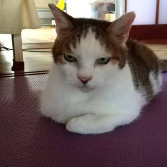 げんのすけ@股関節唇損傷修復済ランナー