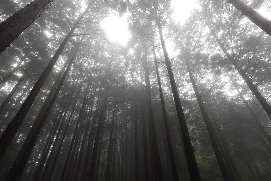 陣馬山・景信山縦走 の写真 9