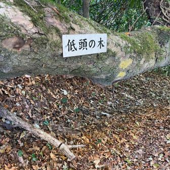 頭が当たるから、この名前？