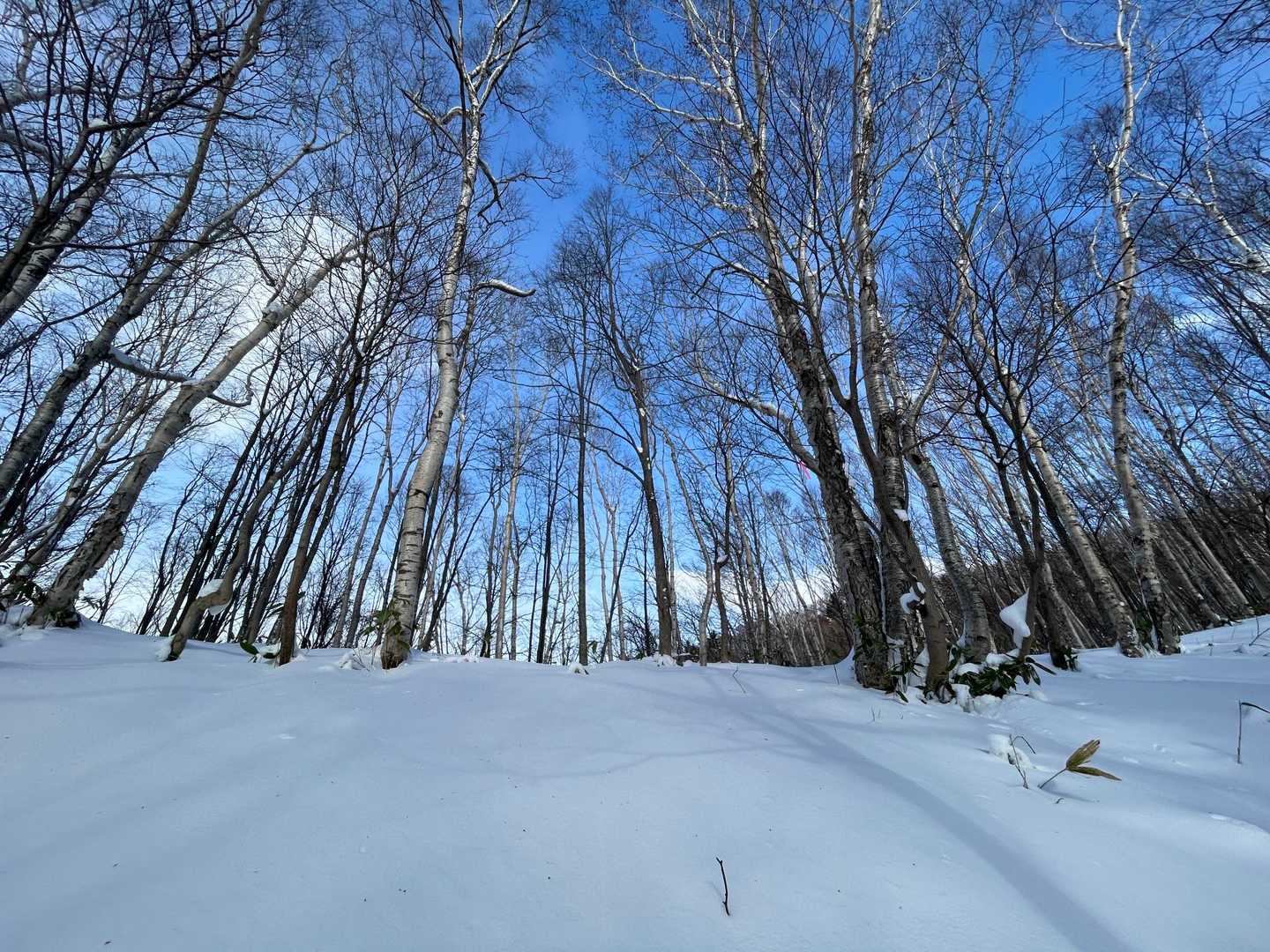 小林峠-三角山 往復コースの写真