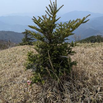 この子いつもwatchしてるけど結構伸びるの早い気がする。モミの木って結構更新早いらしいね。