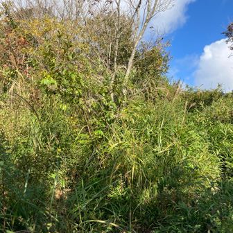 道が見えず､頭の高さに蜘蛛の巣が一杯で､蜘蛛の巣払いの棒を持って歩きます。