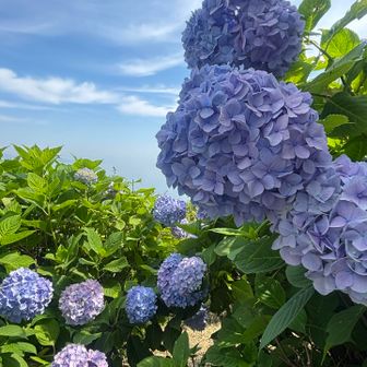 念願の紫陽花をたくさん見る事が出来て心癒されました🥰