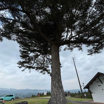 山名板が見つからなかったので、大きな木を山頂に決定‼️