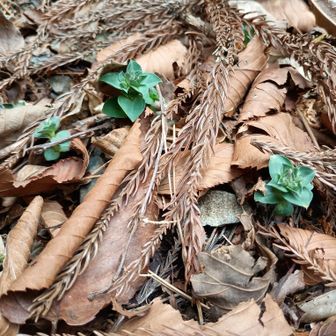 フデリンドウ。