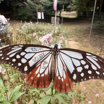 飛んでいました🦋