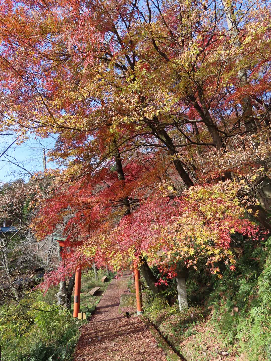 🍁✨