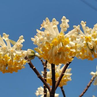 なかなか良い枝ぶりですね👍