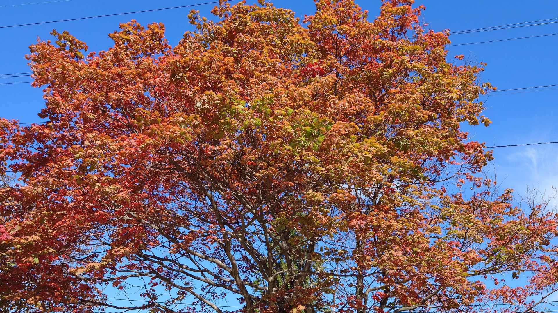 ここだけ紅葉🍁
