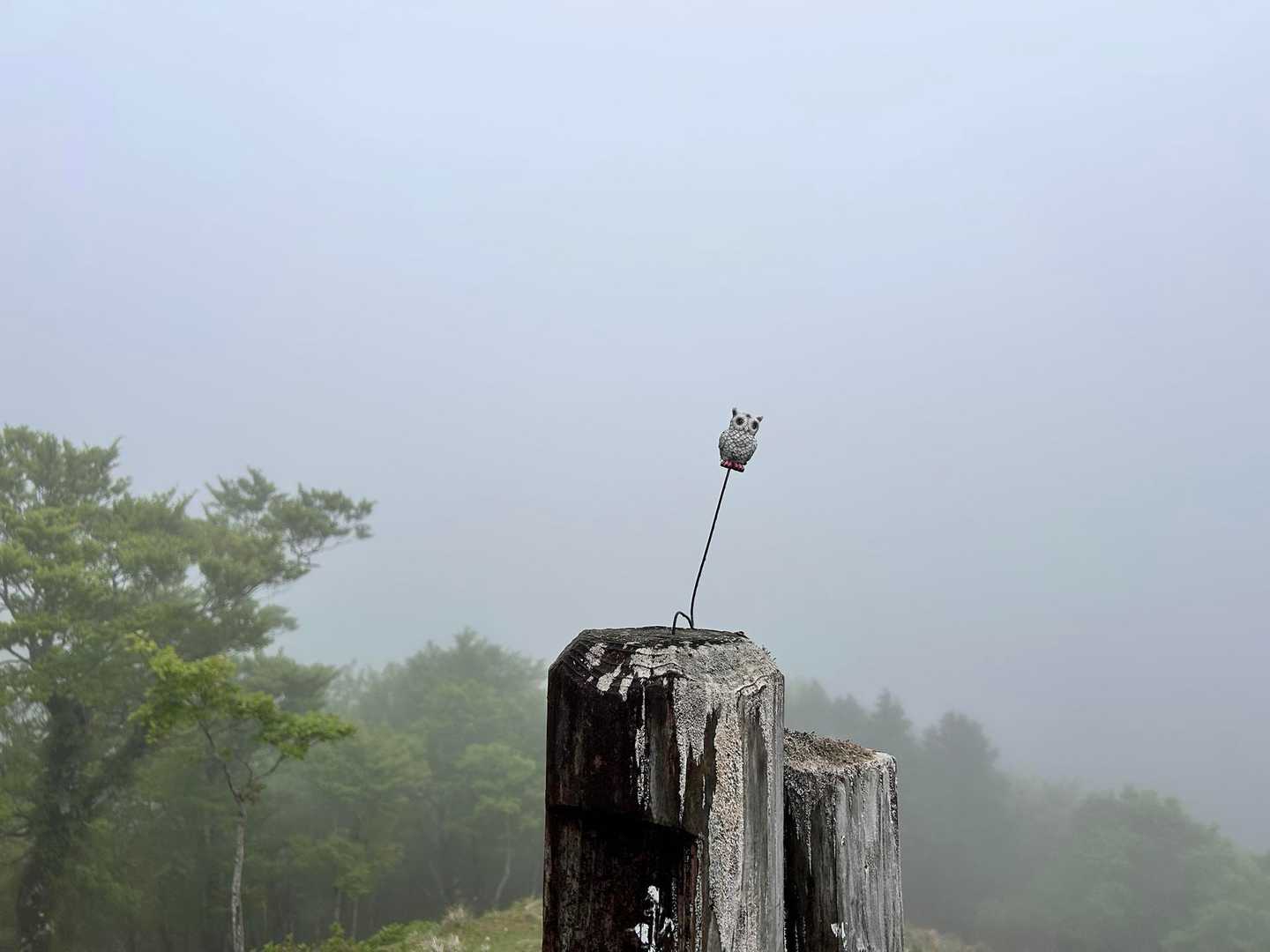 🦉