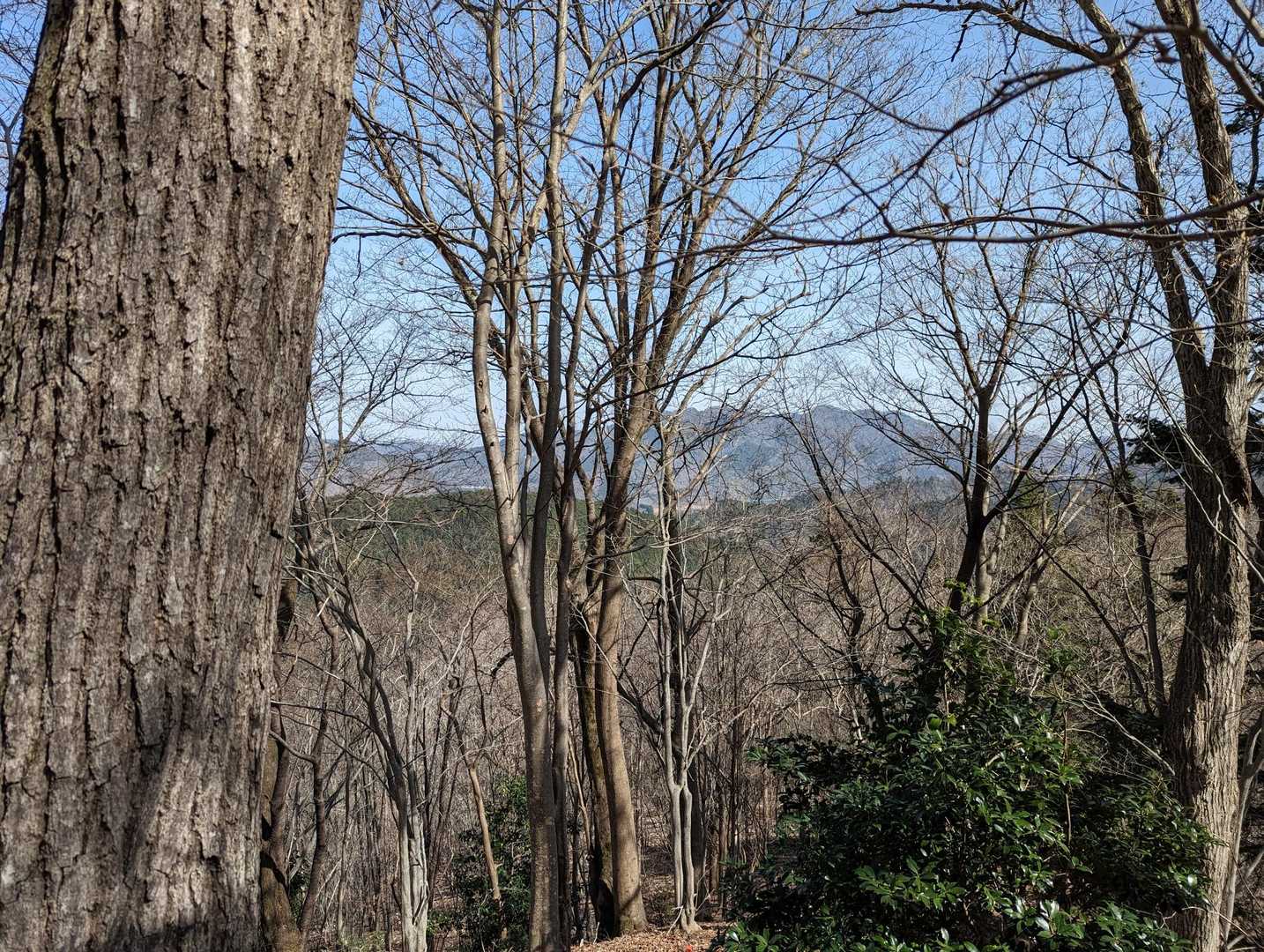 松茸山 周回コースの写真