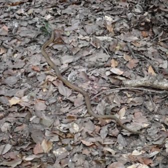 ヘビ🐍1