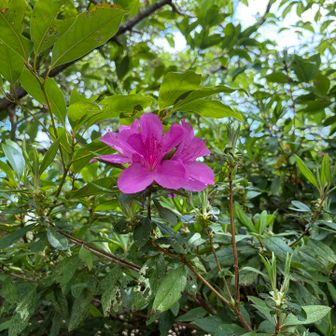 ツツジも咲いて