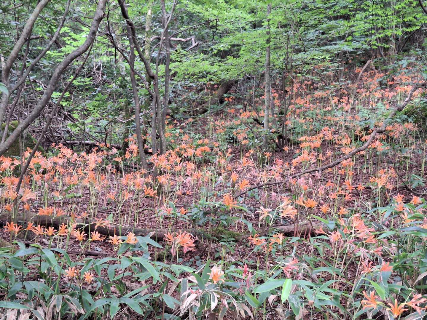 森の中一面に咲き誇るオレンジの花たち✨
