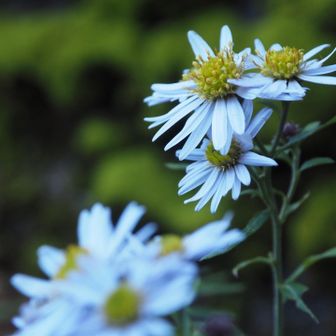 ノコンギクに見送られて終了です⌘

未登頂の御在所にも登れ、少し冒険気分も味わえ楽しかった😊今日もありがとうございました⛰️