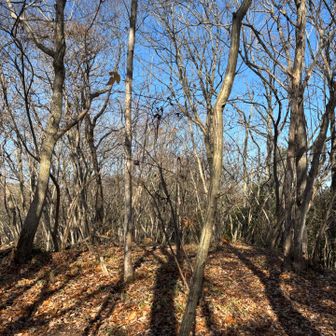 探したが山頂には山名板などなかったが？