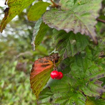 カマツカ 🍒