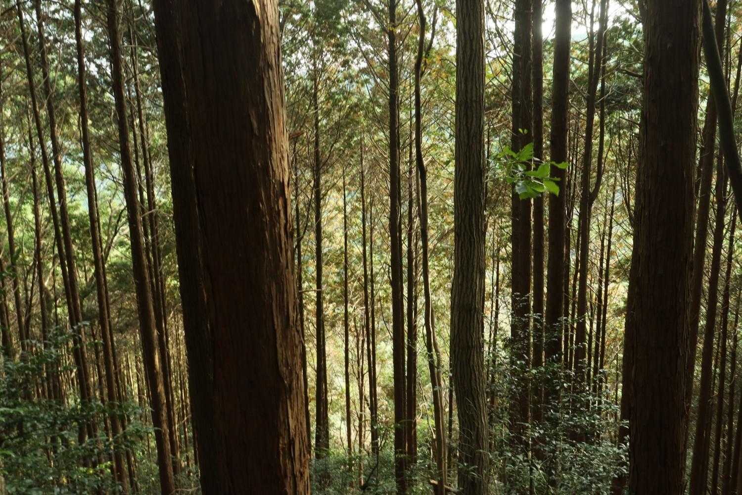 明星山 往復コースの写真