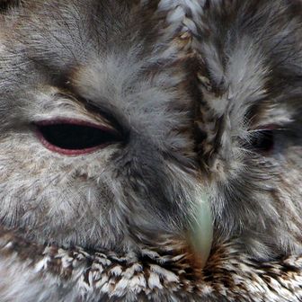 ミトノミミズク