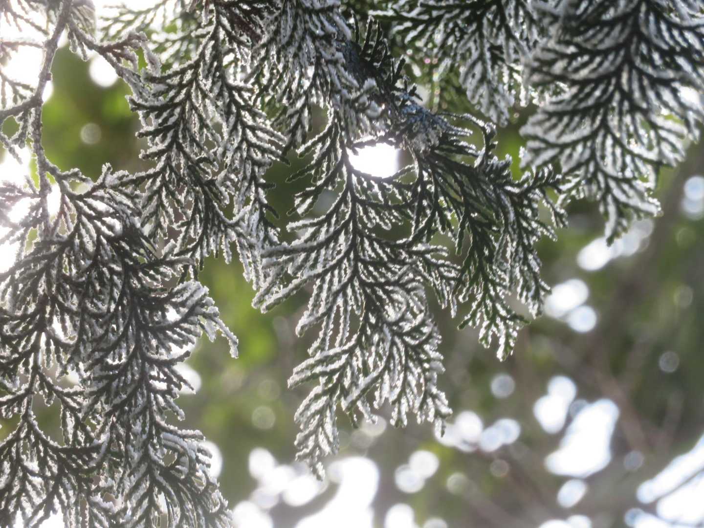 北三方でもちょっと霧氷❄️