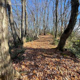 冬らしさゼロ.....