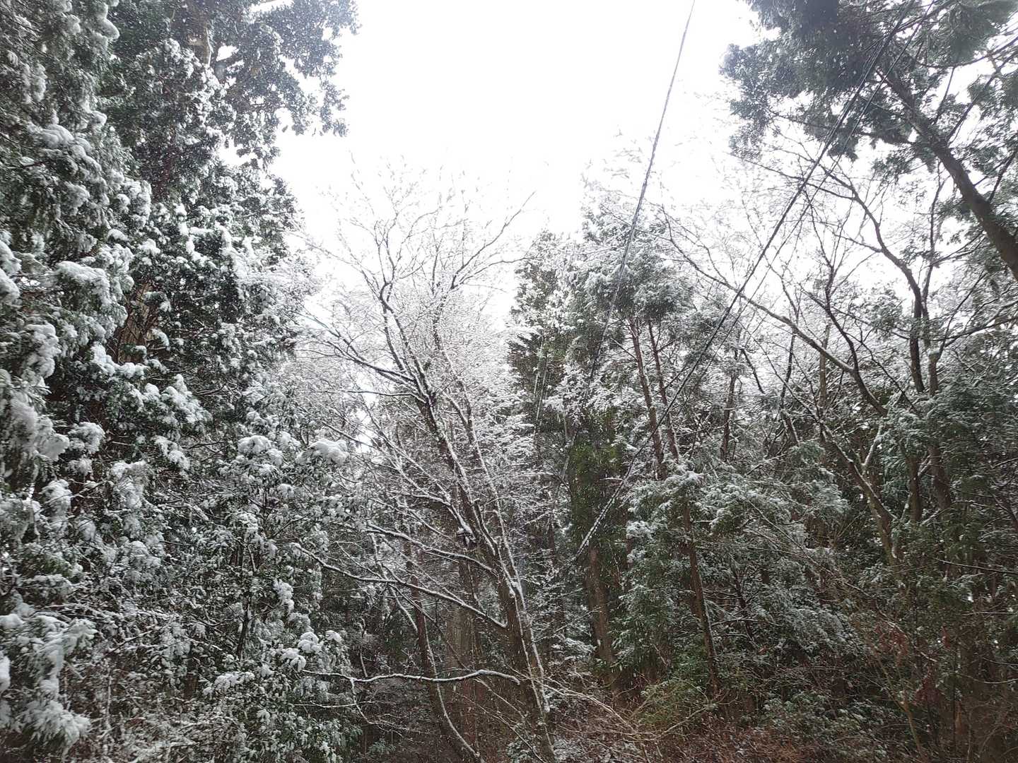 木が綺麗✨