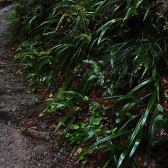 雨で濡れた葉が太陽を反射してキラキラ😊