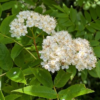 おまけに登ったポン山はお花多かったです。