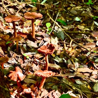 キノコはたくさんあるのになー🍄‍🟫
