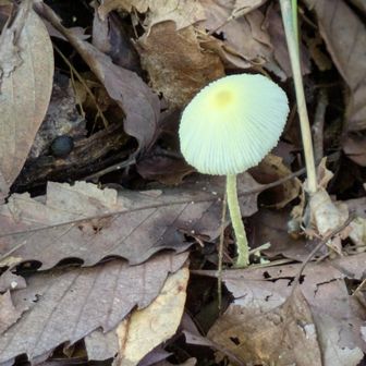 白いキノコ🍄も