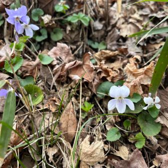 タチツボスミレの中には白い子も。
図鑑で調べたらオトメスミレのようです（でも自信なし）