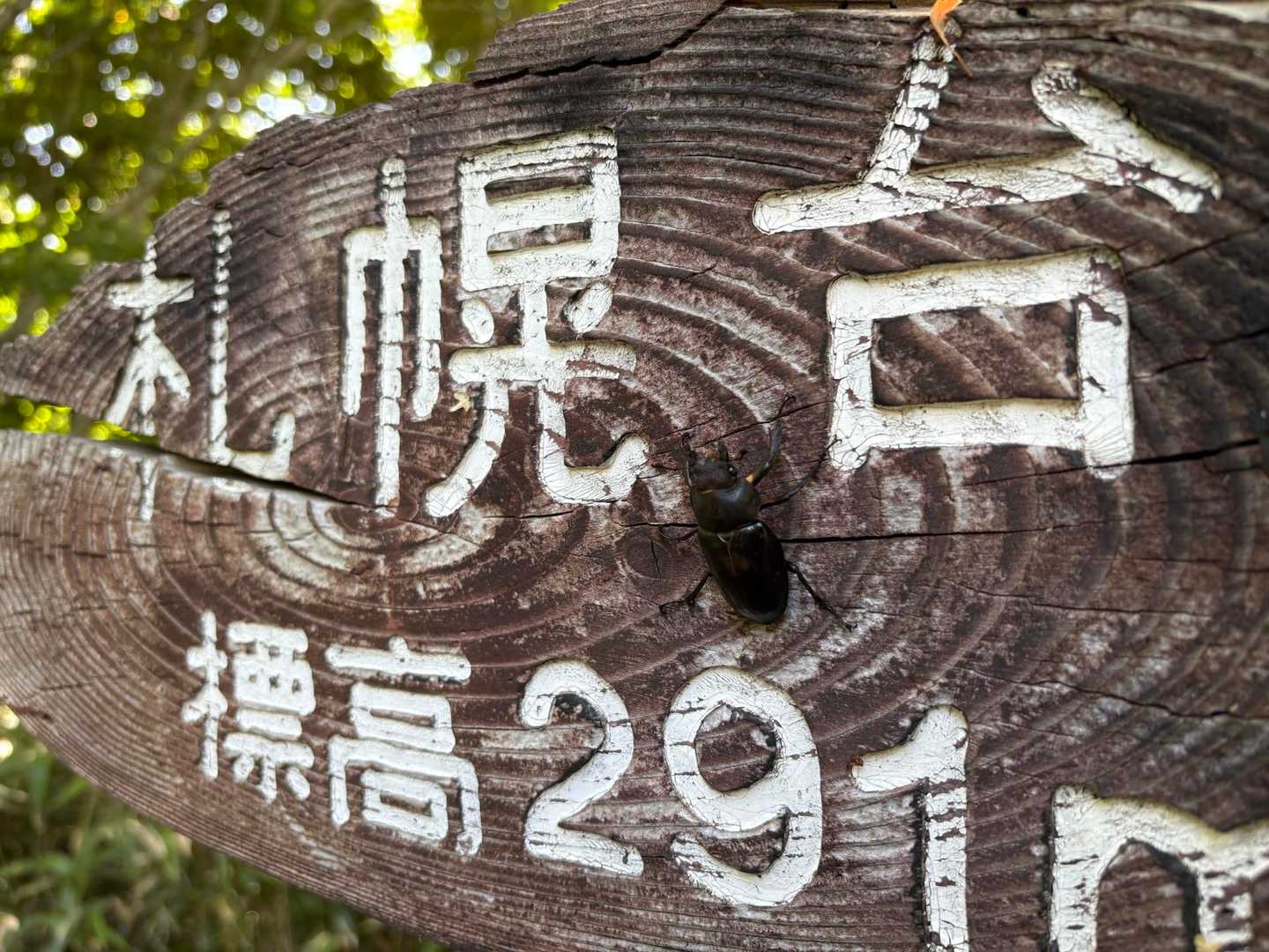 札幌台291ｍ

taiさん飛んでいるクワガタをものすごい反射神経で叩き落としました😅本当にすごかったです💦
このクワちゃんは虫取りに来ていたご家族にプレゼントしました🎁