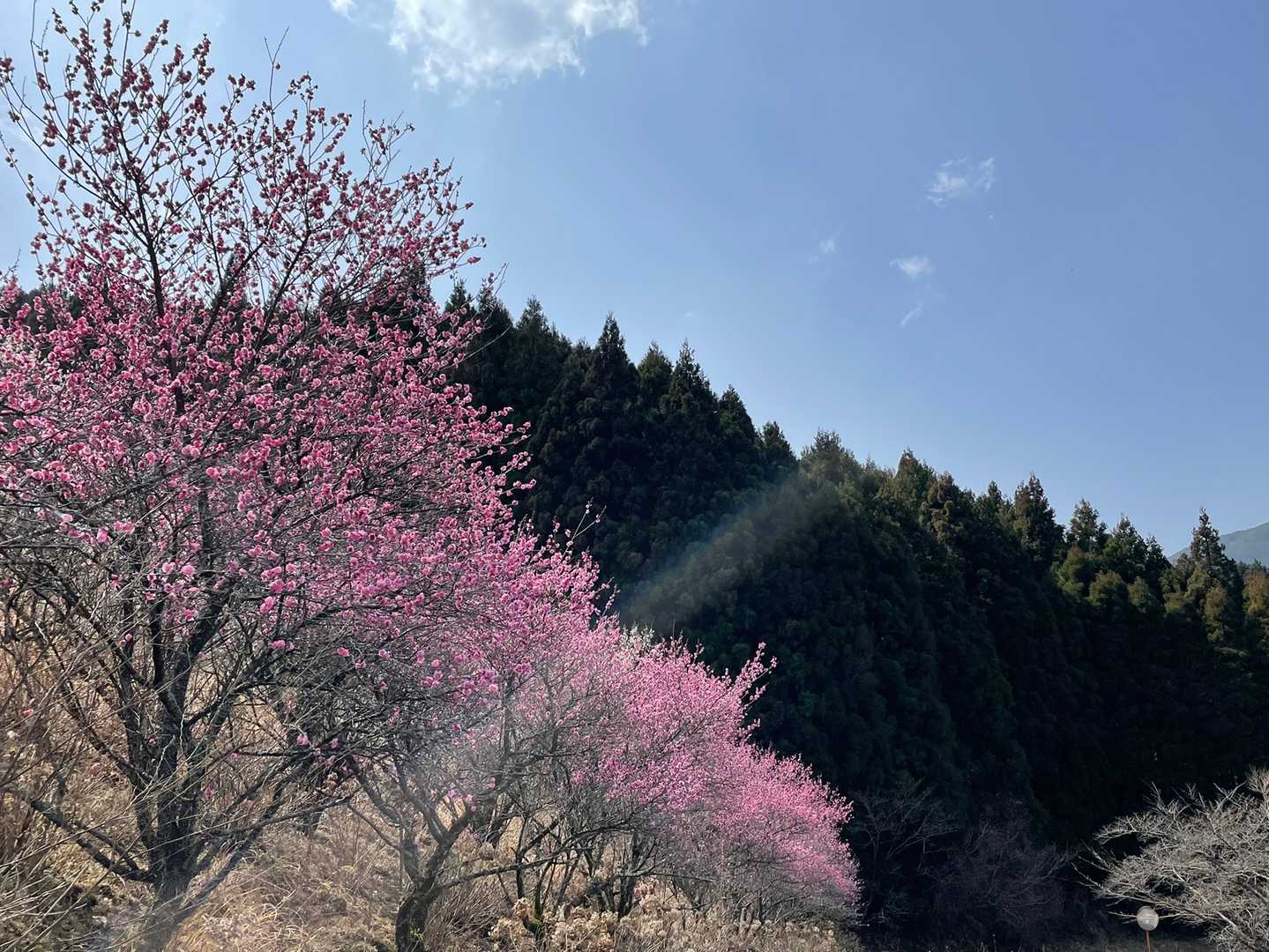 五ヶ山 往復コースの写真