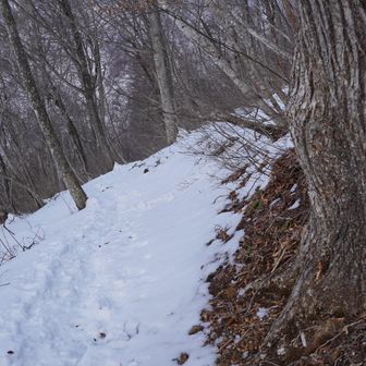 支度して登り始め。薄々気づいてましたが雪が少ないです。山肌が茶色