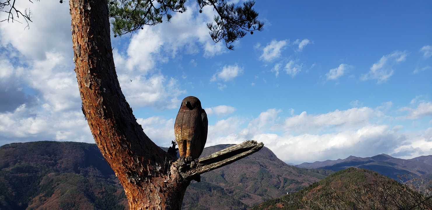 鷹見っけ❗