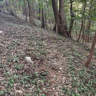 この辺から鷹巣山方面へ⛰️
