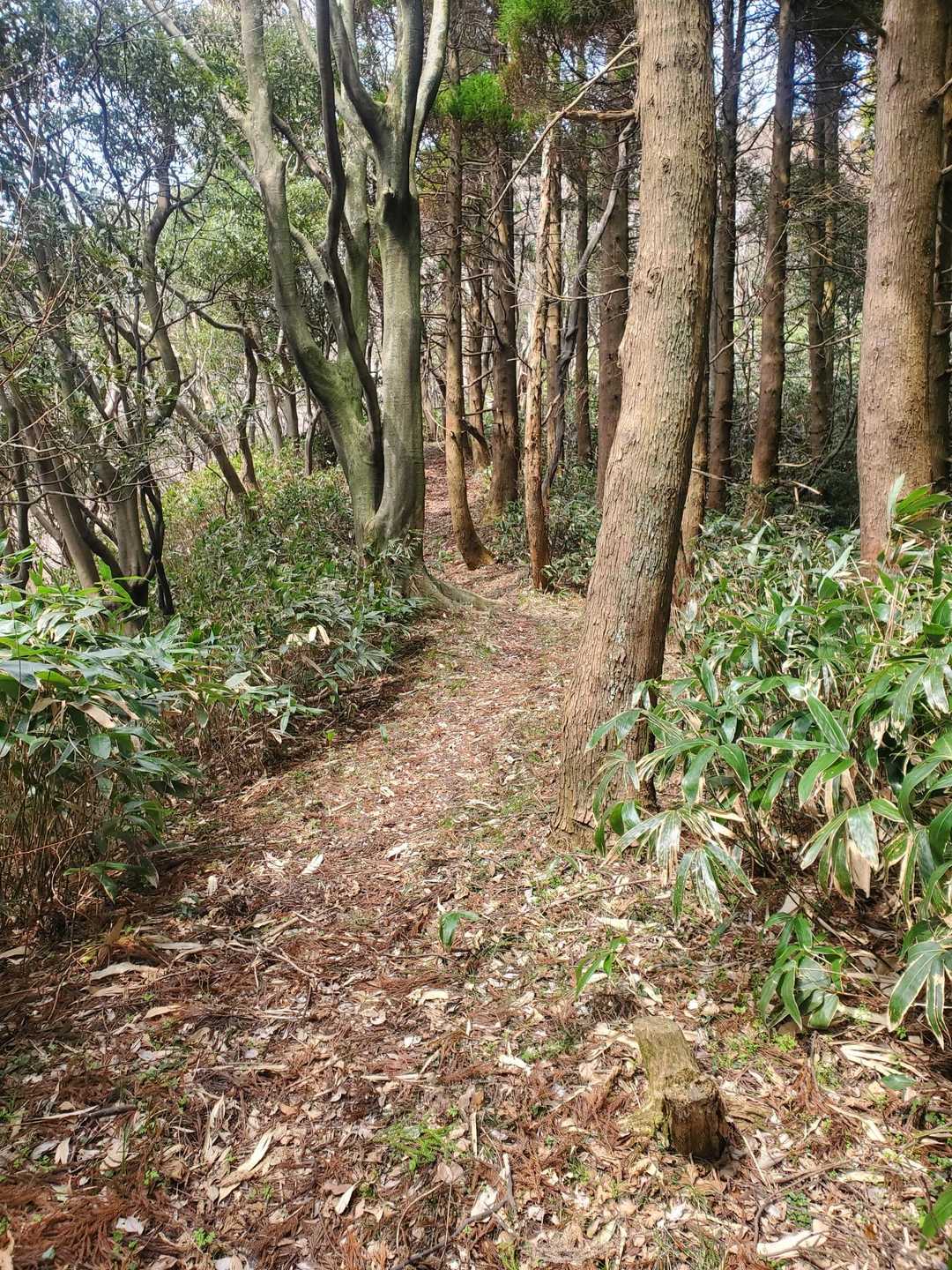 歩きやすく、広めの登山道✨️