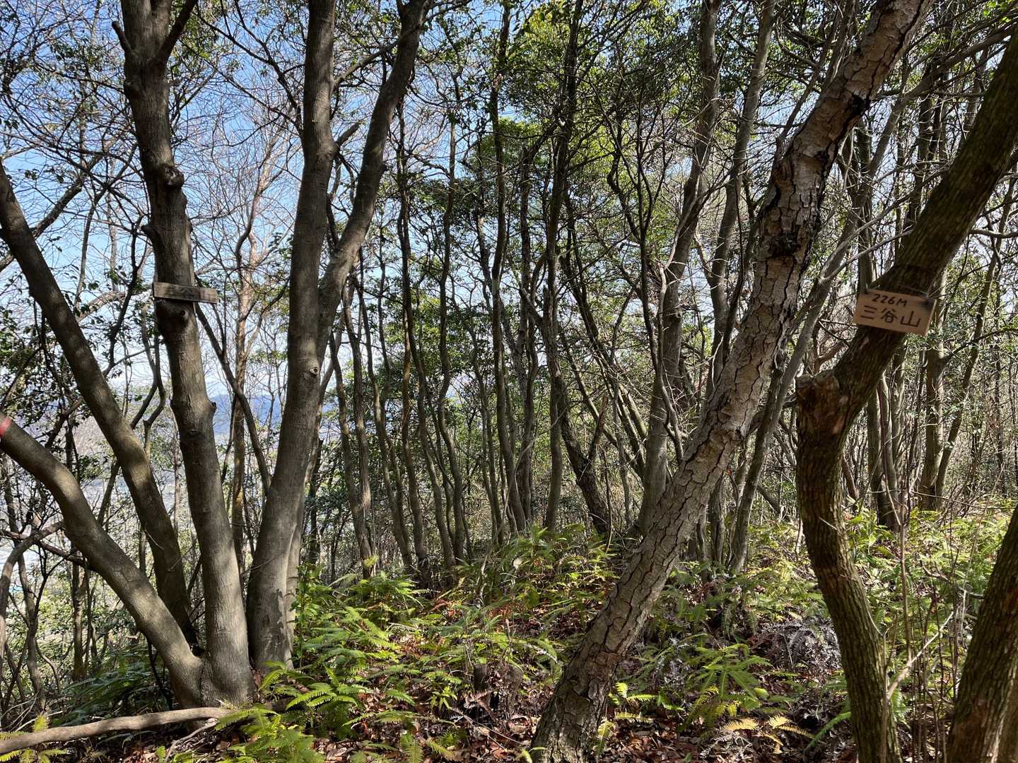 急ぎ足で三谷山🚩に着きました💦
藪漕ぎ直登ルートなら約20分早く着いたかも？ですが、今回は楽な方を選びました😜