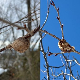 本日のカマキリの卵（娘用）