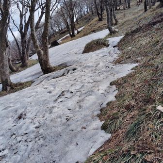 杉峠からの登り雪のこっちょるね